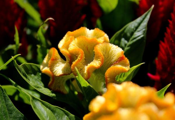 /Images/uploads/San Diego County Farm Bureau/onthefarm/entries/14609thumb.jpg